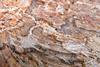 Chestnut_Marronnier_tué_par_Pseudomonas_syringae_Detail