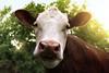 A_Cow_-_NIAID
