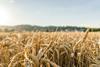 wheat-2513272_1280