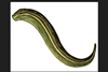 Leech