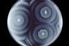 Proteus_mirabilis_petri