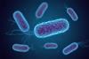 Escherichia_Coli