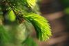 Gemeine_Fichte_(Picea_abies)_junger_Zweig