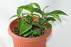 Citrus_reticulata_in_flowerpot