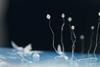 Dictyostelium_discoideum_06