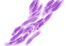 201708_Mycobacterium_tuberculosis.svg (2)