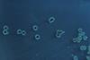 Salmonella_enterica_serovar_typhimurium_01