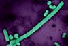 Low-Res_influenza-a-virus-particles-filaments-and-spheres