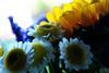 Cut_flowers_(3855582924)