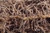 Low-Res_250604-Mizutani-Solanoeclepin-Cysts