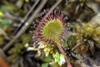 Sundew