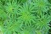 Cannabis_from_pakistan