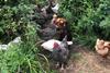 Low-Res_Chickens