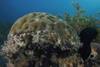 Low-Res_corals