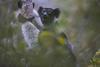 Low-Res_Indri foto de Filippo Carugati