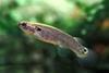 K._marmoratus_Guadeloupe