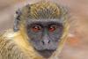 Green_monkey_(Chlorocebus_sabaeus)_juvenile_head