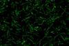 Low-Res_green ecoli condensates