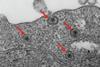 Low-Res_Fig.-5A-snapshot2