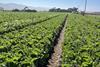 Low-Res_leafy greens field