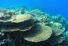Coral_Reef_in_the_Red_Sea
