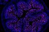 Low-Res_Bunnett PNAS mouse colon