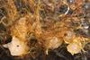 Low-Res_251008-Suetsugu-Deadwood-Hyphae