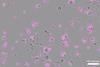 Low-Res_Cas12a2-induced cell death