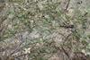 Zostera_muelleri_Irmisch_ex_Asch._(AM_AK296881-2)