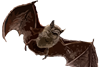 202311_Japanese_house_bat.svgz
