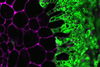 ORNL_Scientists_Make_Fundamental_Discovery_to_Creating_Better_Crops_-_49750824757