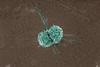 Macrophage_(17195150690)