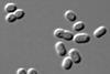 Synechococcus_PCC_7002_DIC (1)