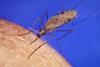 Anopheles gambiae mosquito