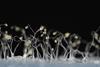 Dictyostelium_discoideum_43