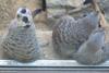 20180530Saarbrücken_Zoo_07 (1)