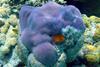 Porites_lobata,_Upolu_Reef