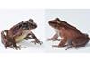 Low-Res_frogs-sized