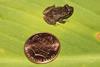 Coqui_Frog_Puerto_Rico