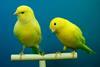 canaries-426273_1280