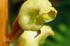 Gastrodia_elata_-_cropped
