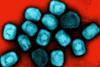 Mpox Virus Particles