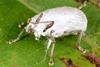 Insect infected with Beauveria bassiana