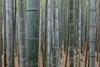 Bamboo_Forest,_Arashiyama,_Kyoto,_Japan