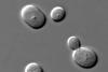600px-S_cerevisiae_under_DIC_microscopy