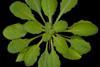 Arabidopsis_thaliana_rosette_transparent_background