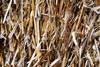 pexels-alexaheinrich-34494877