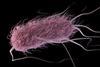 Escherichia_coli_2