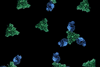 fectoFab_export2