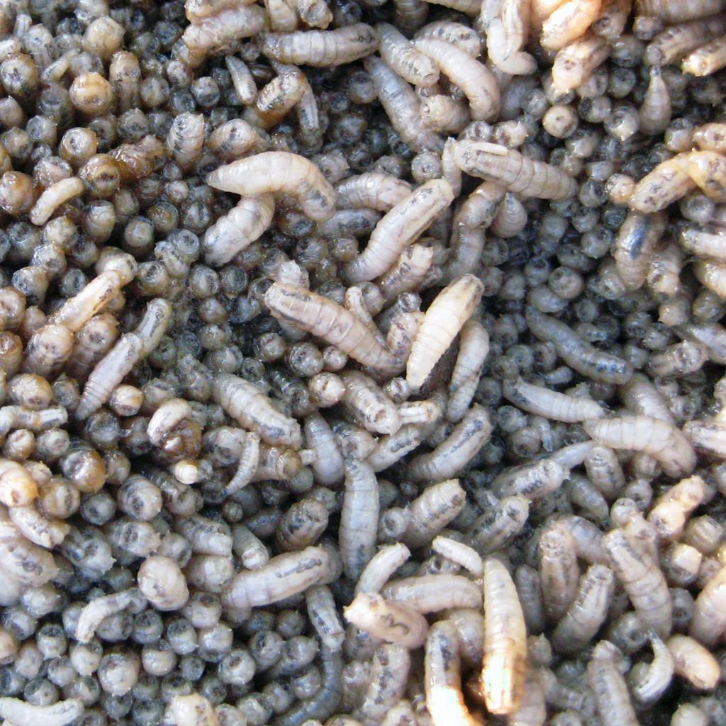 Labombom Insect Forensic microbiology from an entomological perspective | Features ...